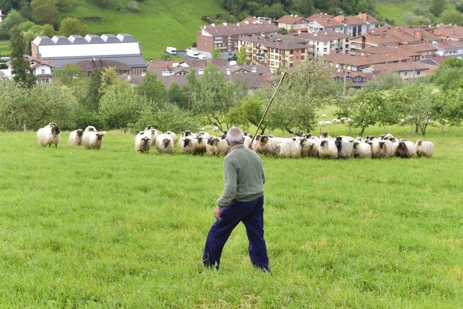 Comienza la feria del queso vasco de Idiazabal. Un total de 29 fabricantes de queso de Euskadi, Iparralde y Navarra han acercado sus quesos a la plaza mayor de Idiazabal, escenario de gran parte de los actos organizados con motivo de esta feria. 