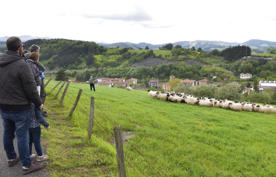 Comienza la feria del queso vasco de Idiazabal. Un total de 29 fabricantes de queso de Euskadi, Iparralde y Navarra han acercado sus quesos a la plaza mayor de Idiazabal, escenario de gran parte de los actos organizados con motivo de esta feria. 