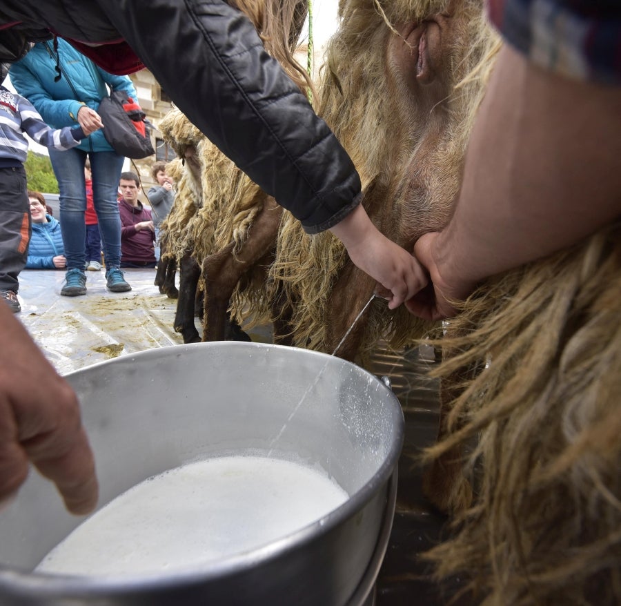 Comienza la feria del queso vasco de Idiazabal. Un total de 29 fabricantes de queso de Euskadi, Iparralde y Navarra han acercado sus quesos a la plaza mayor de Idiazabal, escenario de gran parte de los actos organizados con motivo de esta feria. 
