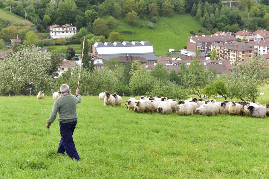 Comienza la feria del queso vasco de Idiazabal. Un total de 29 fabricantes de queso de Euskadi, Iparralde y Navarra han acercado sus quesos a la plaza mayor de Idiazabal, escenario de gran parte de los actos organizados con motivo de esta feria. 