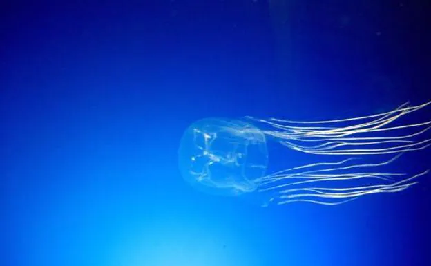 «Chironex fleckeri», también conocida como avispa de mar, es la especie de medusa más letal. Se encuentra sobre todo en las costas de Australia - 