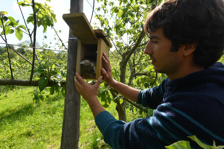 Sagardotegis y txakolindegis del territorio participan junto al Departamento de Ornitología de Aranzadi en un proyecto piloto para controlar las plagas de forma biológica 
