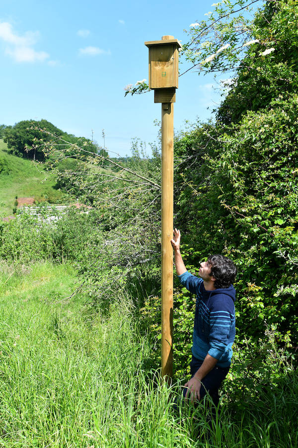 Sagardotegis y txakolindegis del territorio participan junto al Departamento de Ornitología de Aranzadi en un proyecto piloto para controlar las plagas de forma biológica 