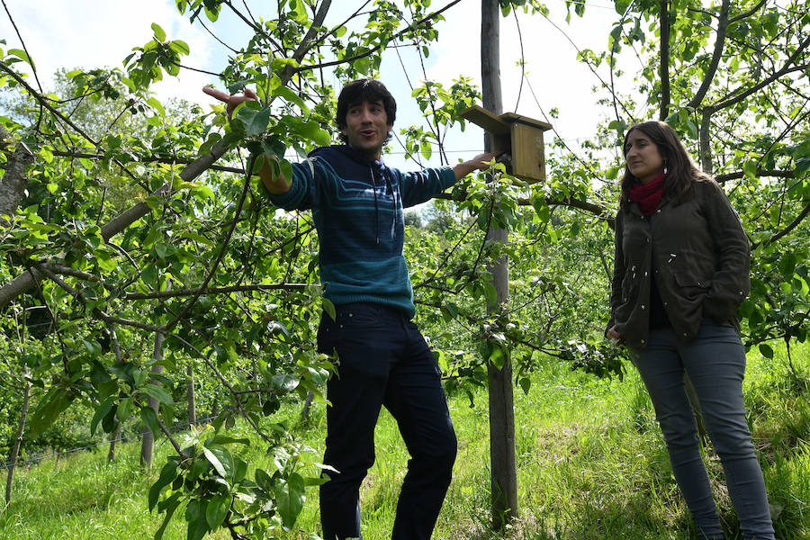 Sagardotegis y txakolindegis del territorio participan junto al Departamento de Ornitología de Aranzadi en un proyecto piloto para controlar las plagas de forma biológica 