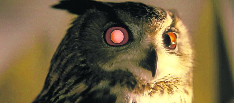 Búho. Un ojo revela que el del edificio de Tyrell es artificial.