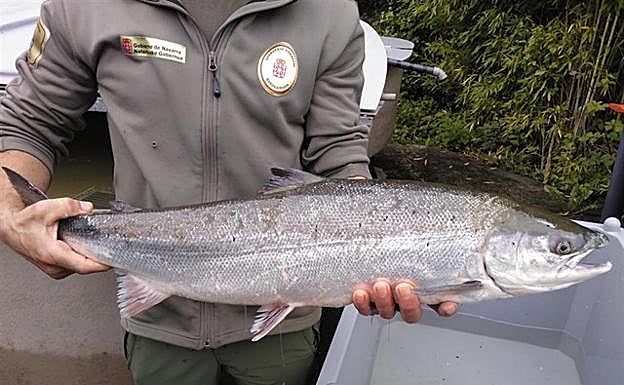 El salmón apadrinado es un ejemplar de 4,840 kilos y 75 centímetros