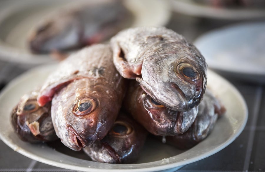 La Feria de Tolosa ha vuelto a la localidad con la SIdra y el Besugo como protagonistas. Así decenas de comensales han podido disfrutar del mejor menú con un tiempo inmejorable.