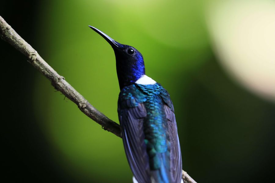 Costa Rica celebró el Día Mundial del Medio Ambiente con la creación del Parque Nacional Miravalles-Jorge Manuel Dengo, el número 29 del país, así como con el lanzamiento de una página para mostrar información sobre su rica biodiversidad. 