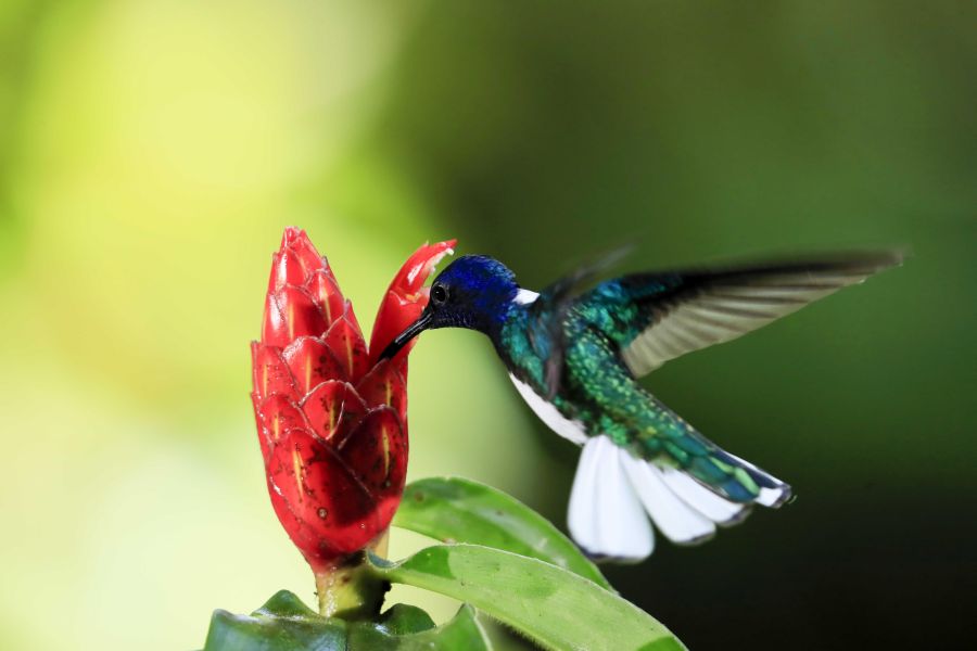 Costa Rica celebró el Día Mundial del Medio Ambiente con la creación del Parque Nacional Miravalles-Jorge Manuel Dengo, el número 29 del país, así como con el lanzamiento de una página para mostrar información sobre su rica biodiversidad. 