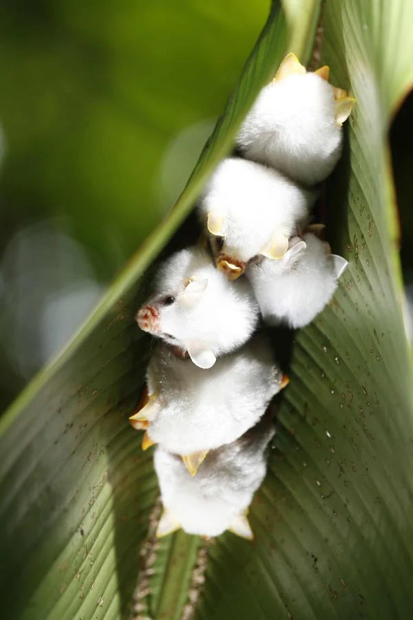 Costa Rica celebró el Día Mundial del Medio Ambiente con la creación del Parque Nacional Miravalles-Jorge Manuel Dengo, el número 29 del país, así como con el lanzamiento de una página para mostrar información sobre su rica biodiversidad. 