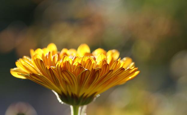 7 flores comestibles que podemos saborear además de oler | El Diario Vasco