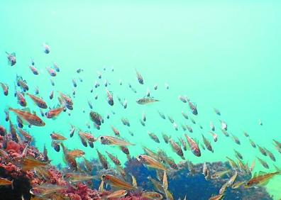 Imagen secundaria 1 - Vida y misterio bajo la costa guipuzcoana