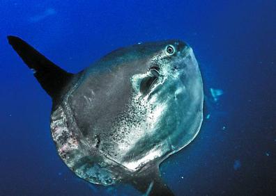 Imagen secundaria 1 - Vida y misterio bajo la costa guipuzcoana