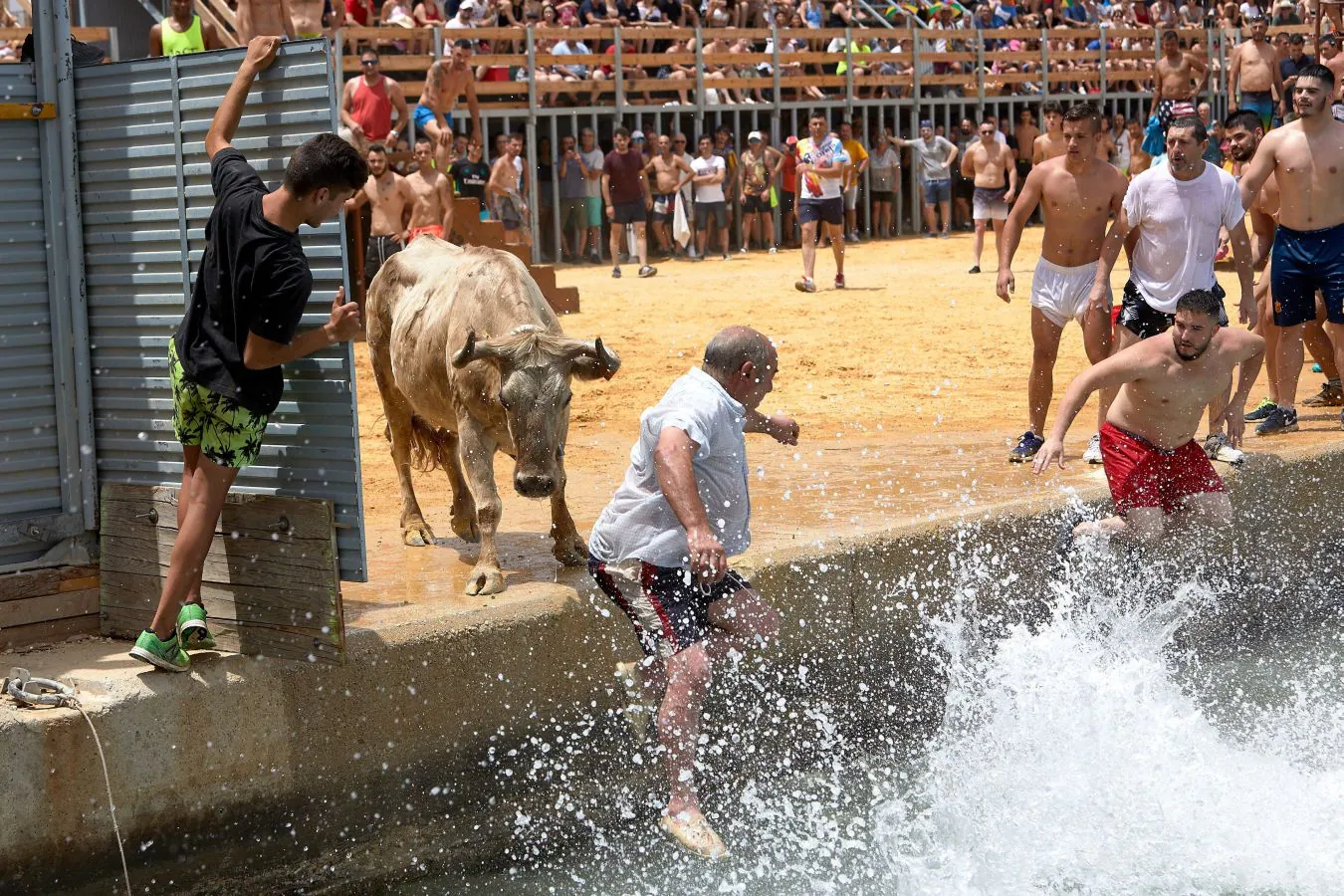 Fotos: ¡Toro al agua!