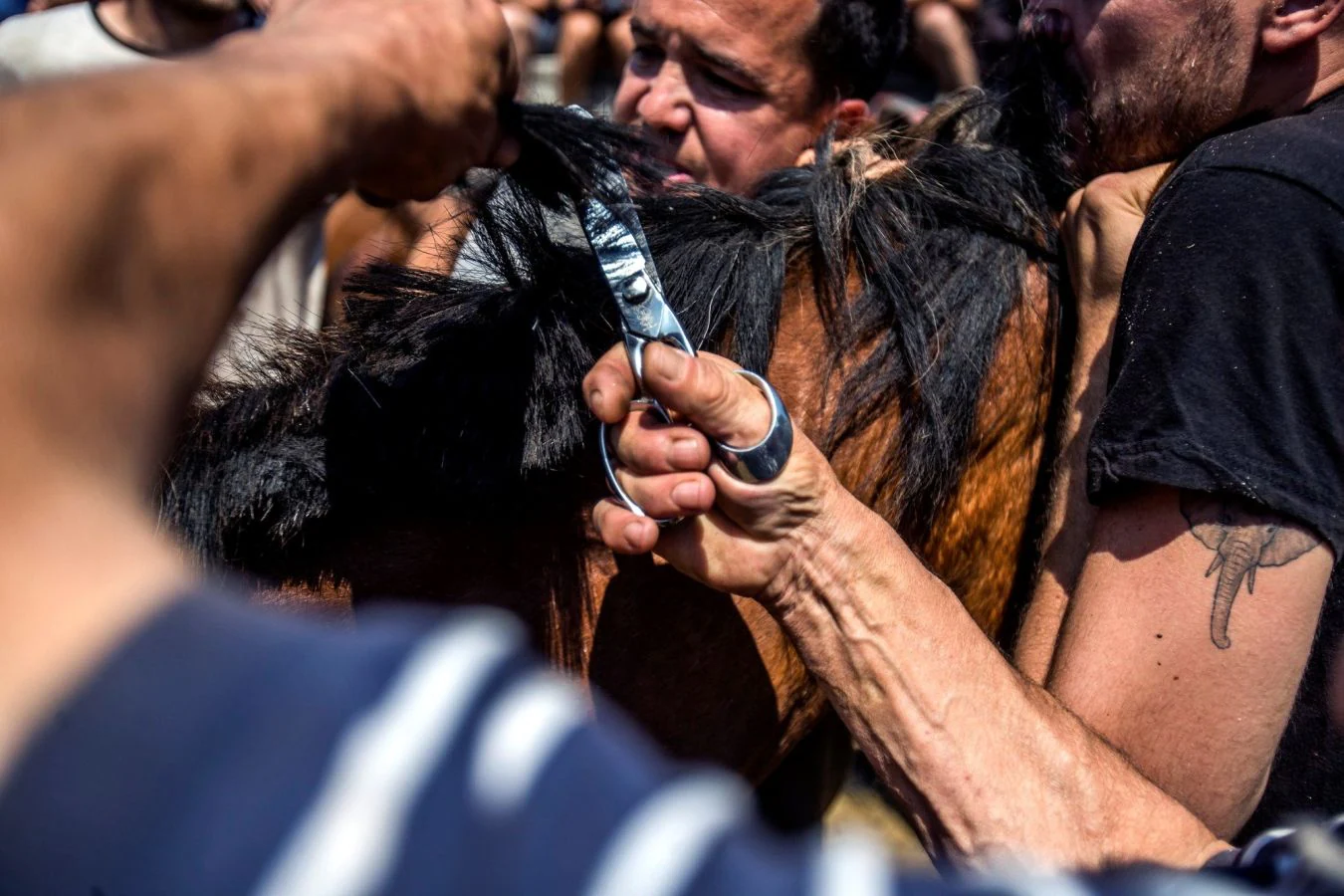 Fotos: El espectáculo de la &#039;Rapa das Bestas&#039;