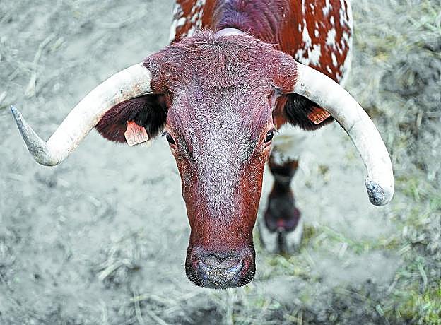 Es el gran buey. El buey de los egipcios y los griegos. El buey de las hecatombes sacrificales. El buey de San Fermín. Es 'Ronaldo'.