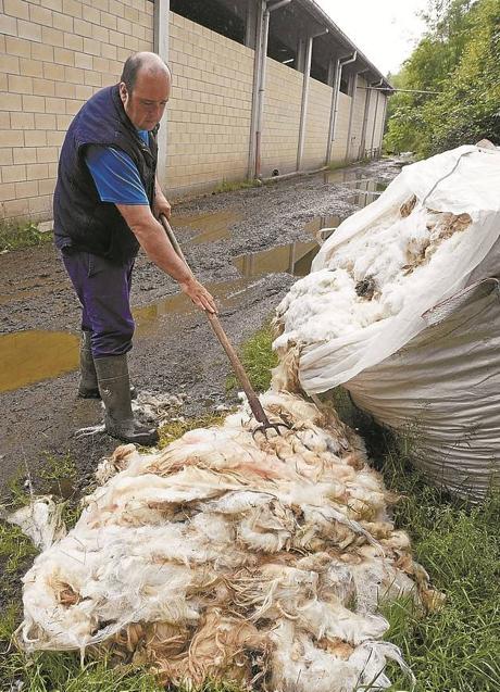 Imagen - Recogida de la lana en Adarrazpi.