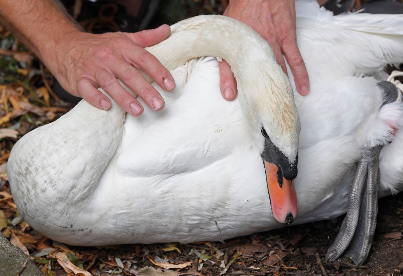 Fotos: Un cisne, dos cisnes, tres cisnes...