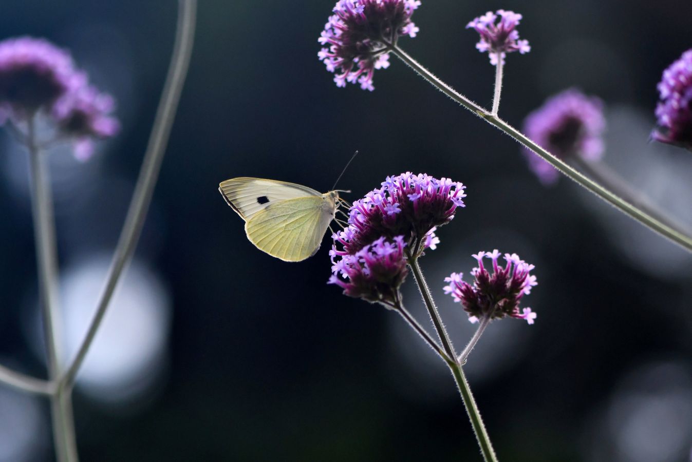 Fotos: La Naturaleza, de cerca