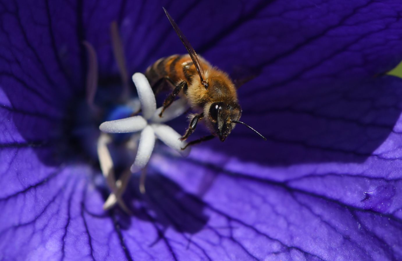 Fotos: La Naturaleza, de cerca