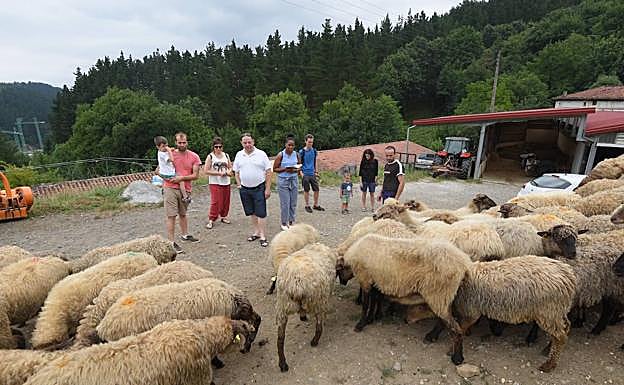Imagen principal - En las visitas a las queserías, tanto adultos como niños pueden aprender y ver de cerca las ovejas de las que se obtiene la leche y todo el proceso de elaboración del sabroso producto. 