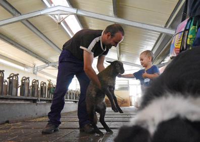 Imagen secundaria 1 - En las visitas a las queserías, tanto adultos como niños pueden aprender y ver de cerca las ovejas de las que se obtiene la leche y todo el proceso de elaboración del sabroso producto. 