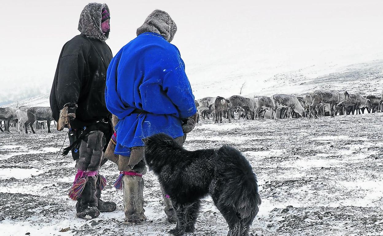 Los nénets son una de las últimas tribus esquimales que todavía pastorean sus rebaños de renos, tras los que se mueven por los contornos del Ártico.