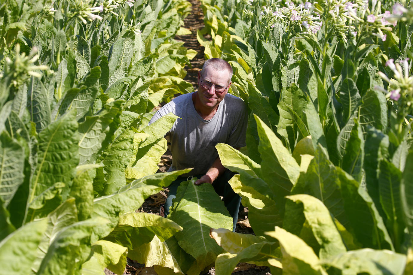 Fotos: Un no fumador con plantación de tabaco