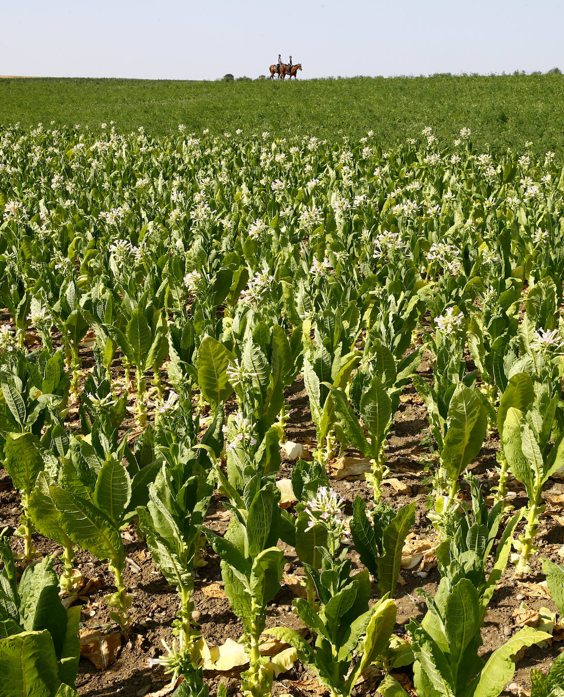 Fotos: Un no fumador con plantación de tabaco