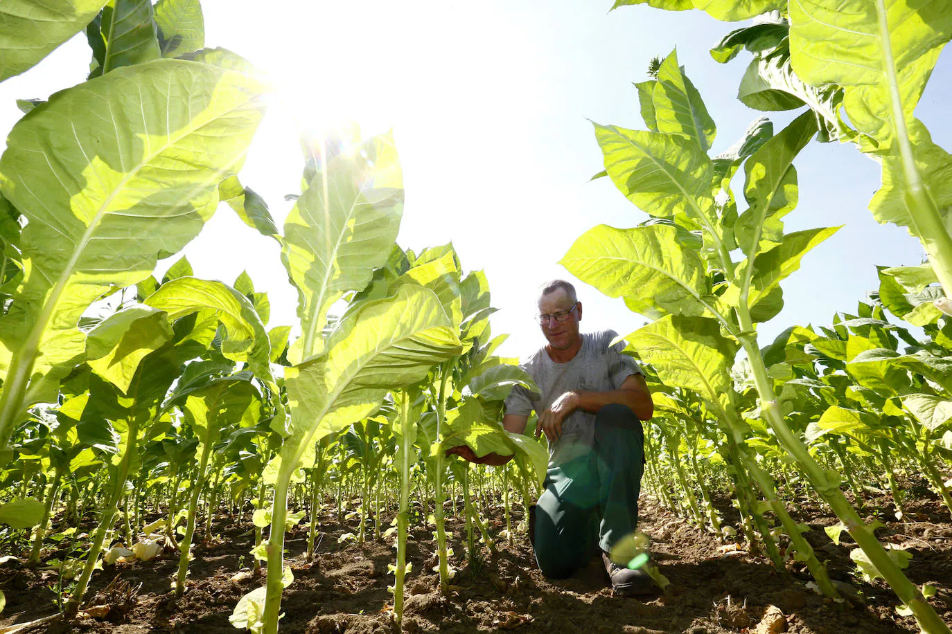 Fotos: Un no fumador con plantación de tabaco