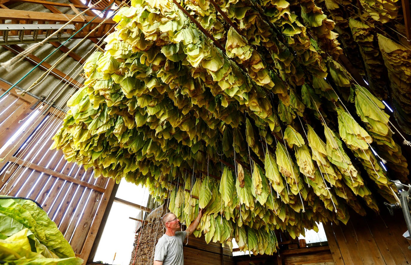 Fotos: Un no fumador con plantación de tabaco