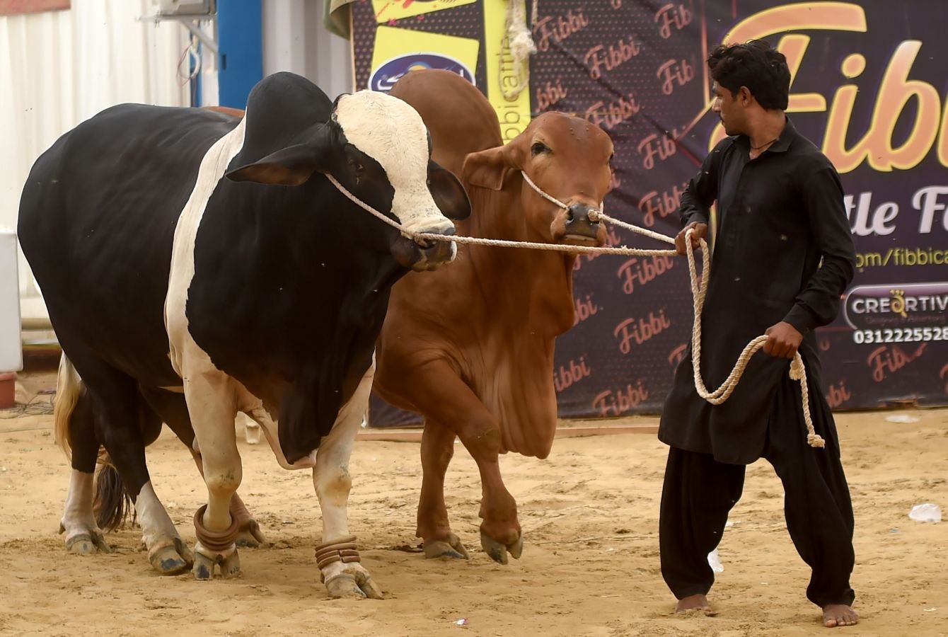 Fotos: Ganado &#039;volador&#039; en Karachi