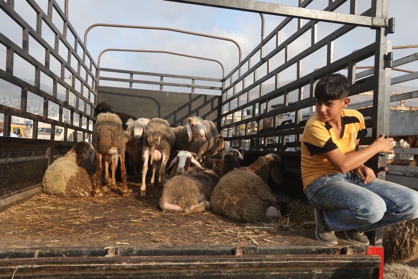 Fotos: Ganado &#039;volador&#039; en Karachi