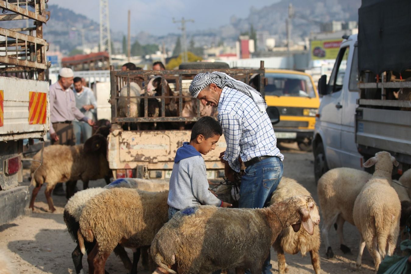 Fotos: Ganado &#039;volador&#039; en Karachi