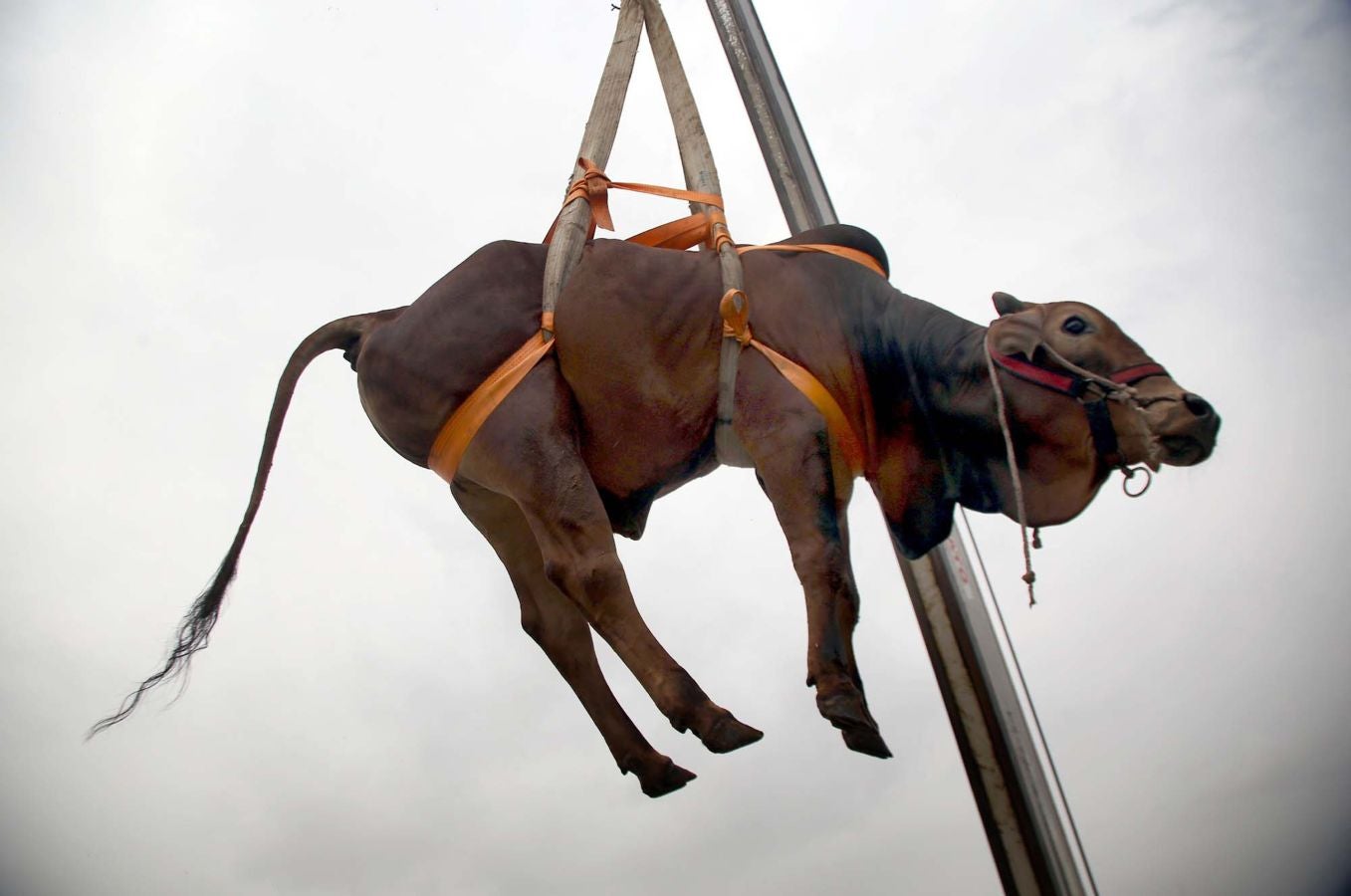 Fotos: Ganado &#039;volador&#039; en Karachi