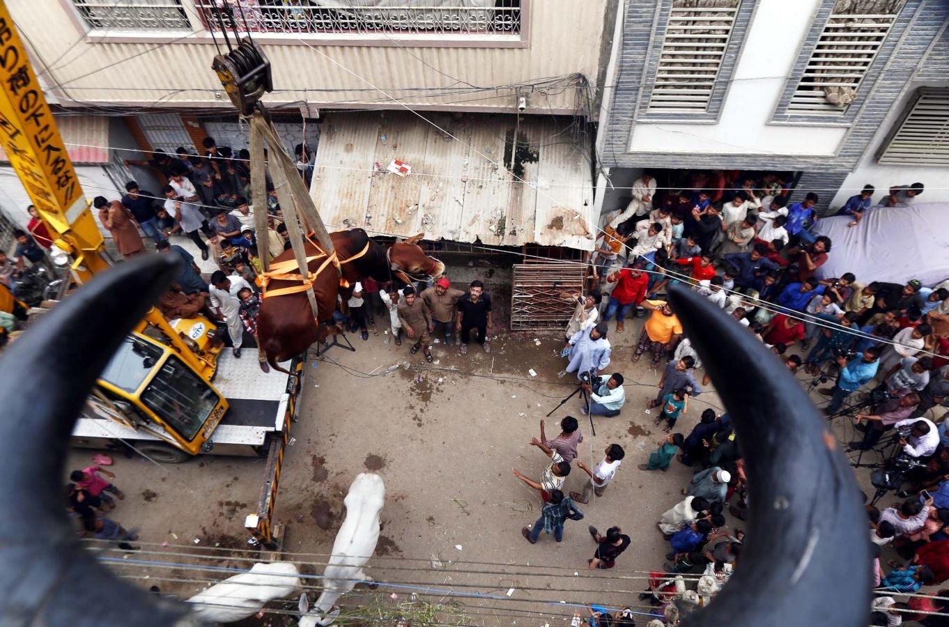 Fotos: Ganado &#039;volador&#039; en Karachi