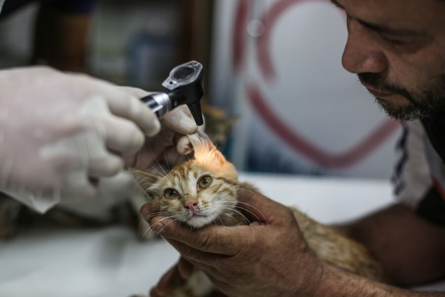 Fotos: El hombre gato de Alepo