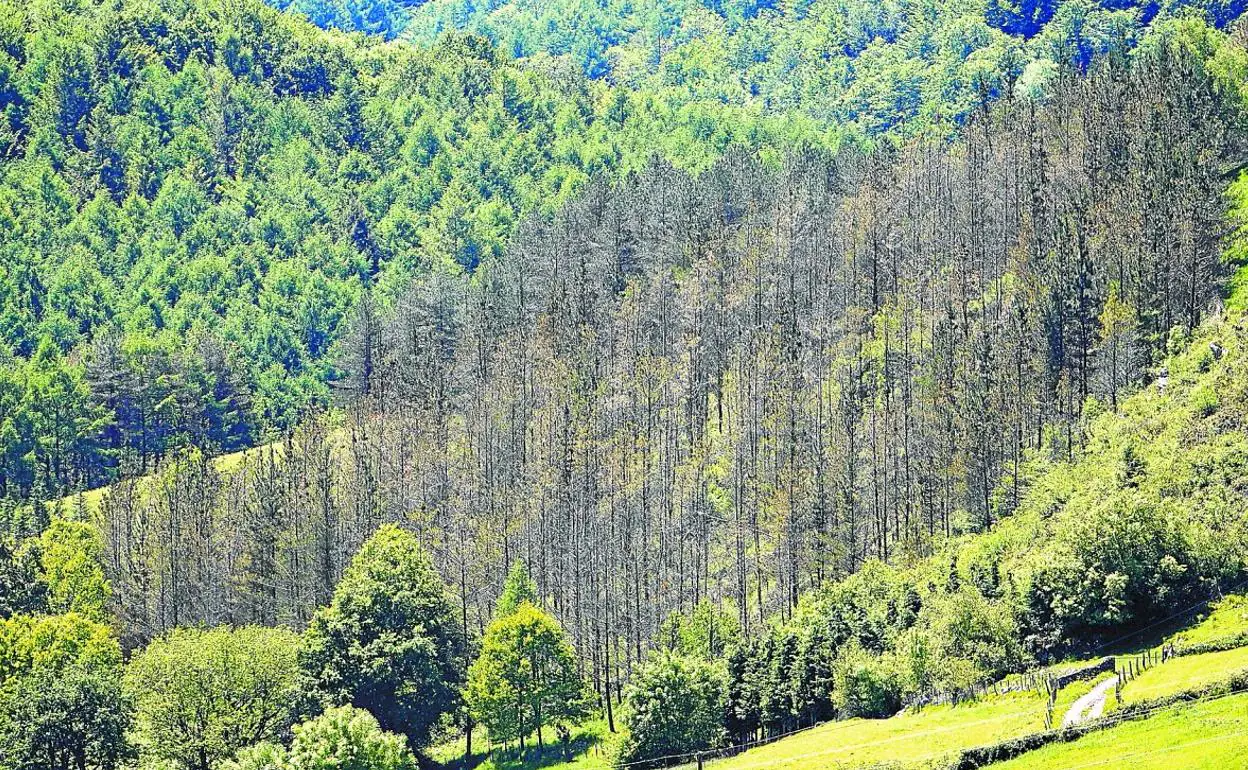 Zona boscosa con pinos afectados por la 'banda marrón'.