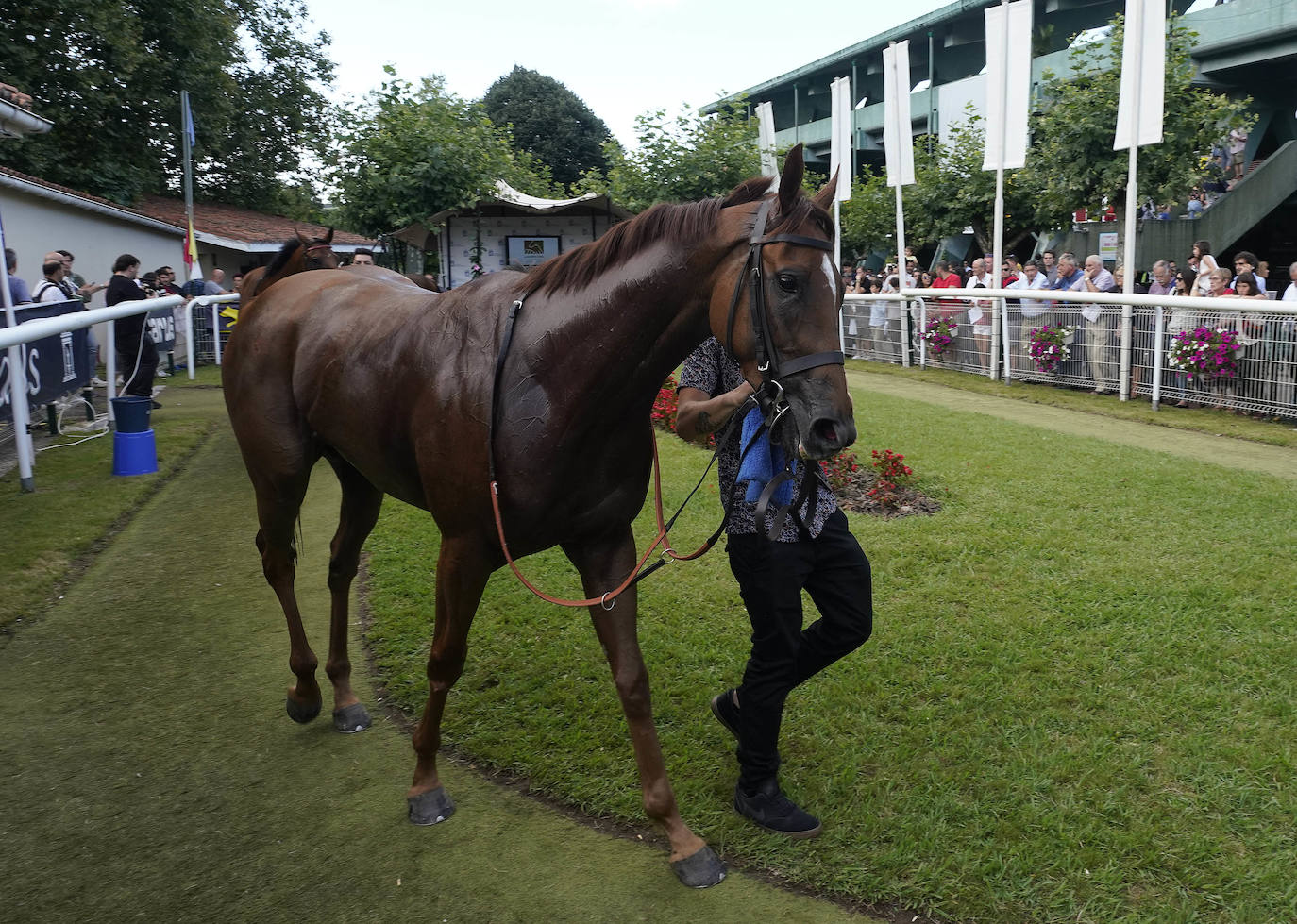 Fotos: ‘Amazing Red’ gana la Copa de Oro de San Sebastián