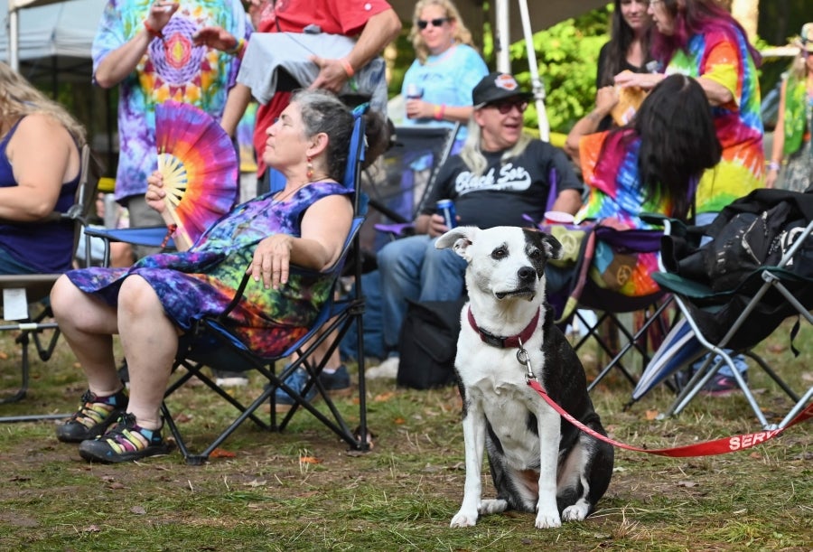 Woodstock se ha convertido en un festival de referencia para los amantes de la naturaleza, la música y la historia. Situada al norte de Nueva York, la ciudad que da su nombre al Festival fue el refugio de grandes músicos como Bob Dylan o Jimmy Hendrix. Actualmente, recibe la visita de cientos de personas que desean pasar un fin de semana rodeados de buenas vibraciones, música, paz y amor. 