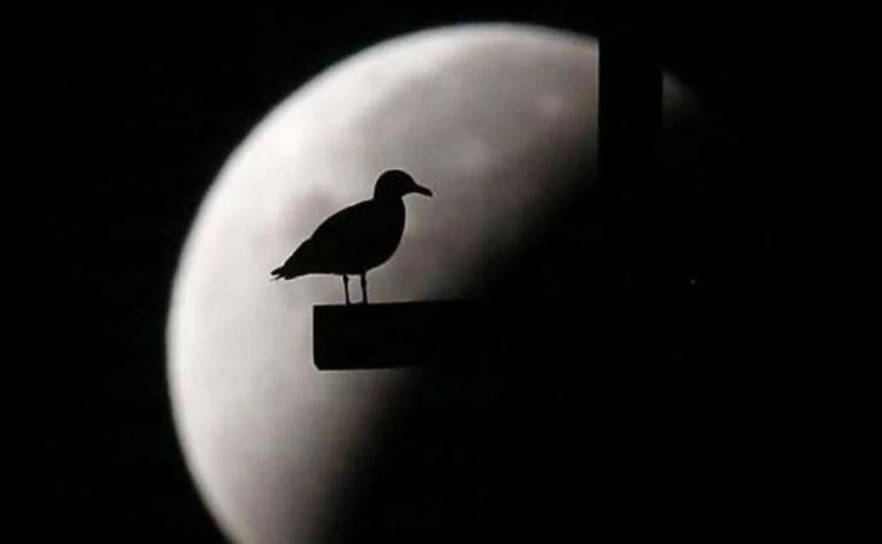 Un pájaro a contraluz de la Luna.