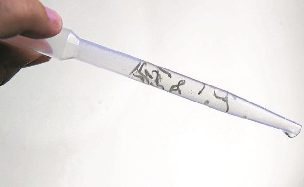 Larvas de Aedes aegypt en un tubo de ensayo