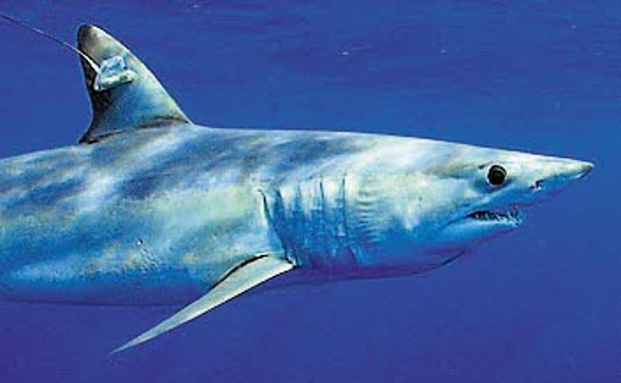 Un tiburón mako nada en el océano.