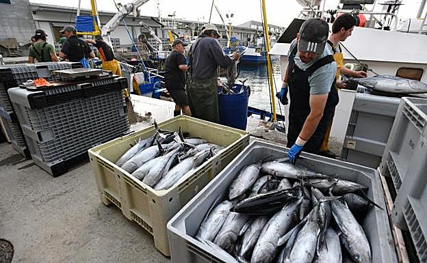 Descarga de bonito, la última del año, ayer en el puerto Getaria. 