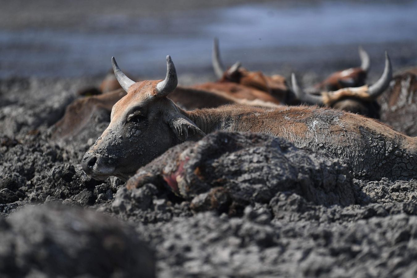 Fotos: De lago a barrizal