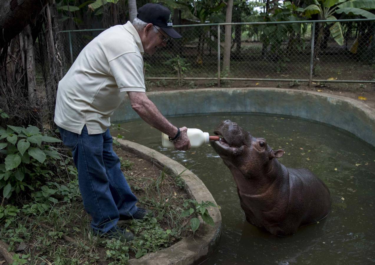 Una cría de hipopótamo es alimentada en un zoológico de Nicaragua después de ser rescatada de un circo.