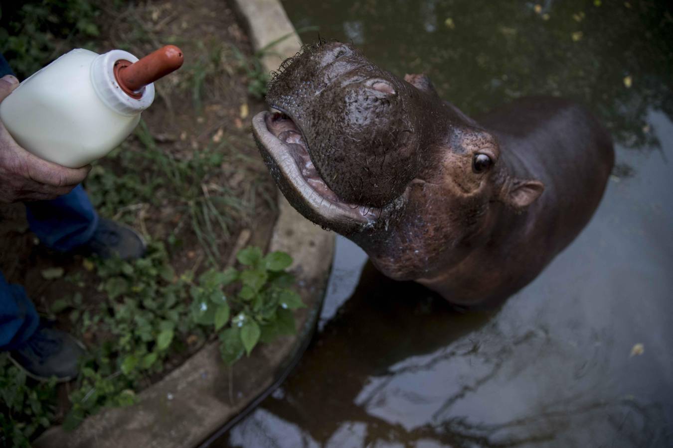 Una cría de hipopótamo es alimentada en un zoológico de Nicaragua después de ser rescatada de un circo.