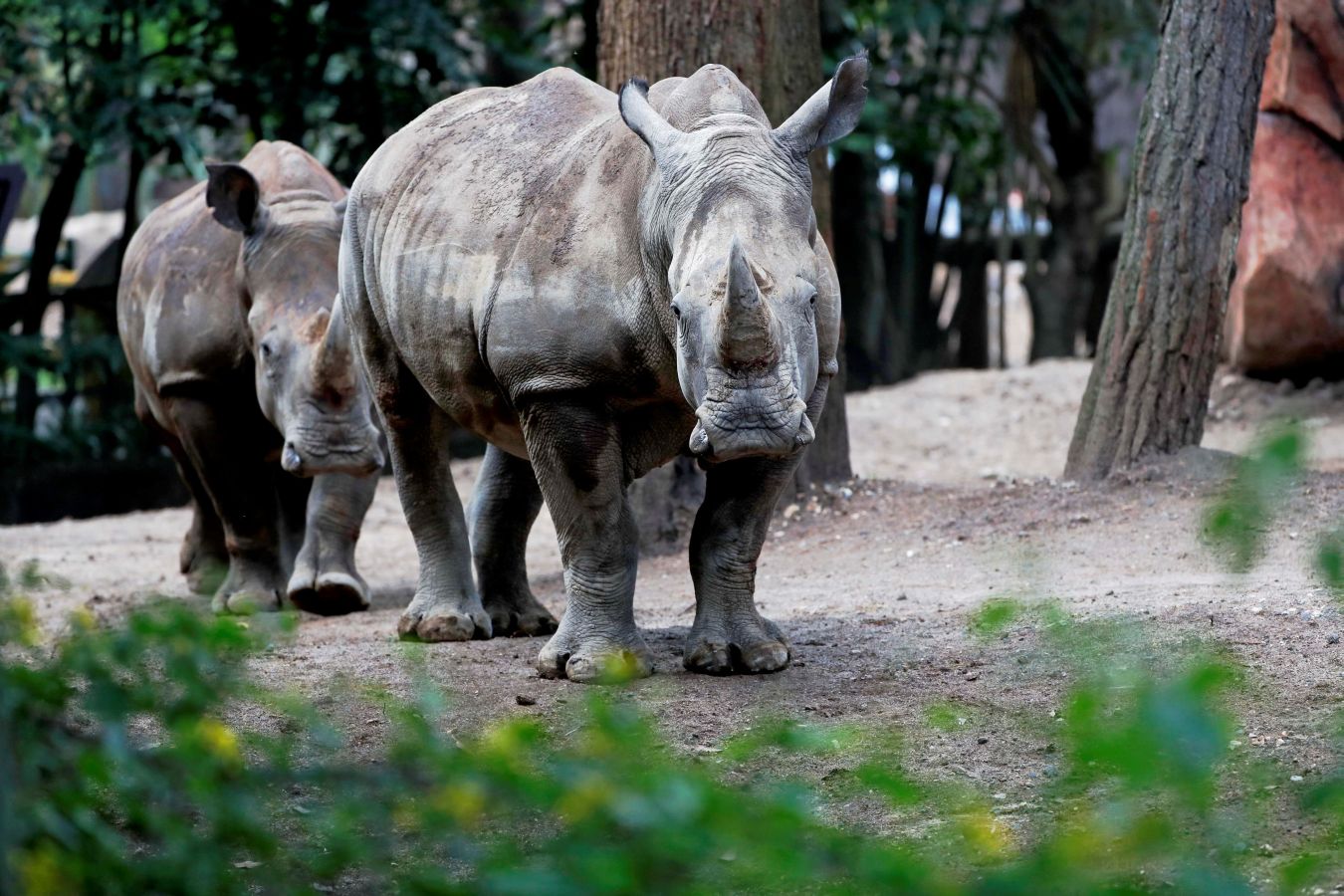 El zoológico La Aurora de Guatemala ha recibido dos ejemplares de inocerontes sudafricanos blancos con el objetivo de que durante los próximos años puedan reproducirse para preservar la especie. Los dos rinocerontes, Arturo -el macho de cuatro años- y la hembra de tres años que recibirá el nombre que gane en un concurso que el zoo lanzará en las redes sociales, comparten jaula con unos antílopes, con los que interactúan muy bien.