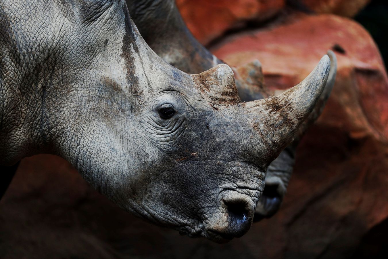 El zoológico La Aurora de Guatemala ha recibido dos ejemplares de inocerontes sudafricanos blancos con el objetivo de que durante los próximos años puedan reproducirse para preservar la especie. Los dos rinocerontes, Arturo -el macho de cuatro años- y la hembra de tres años que recibirá el nombre que gane en un concurso que el zoo lanzará en las redes sociales, comparten jaula con unos antílopes, con los que interactúan muy bien.