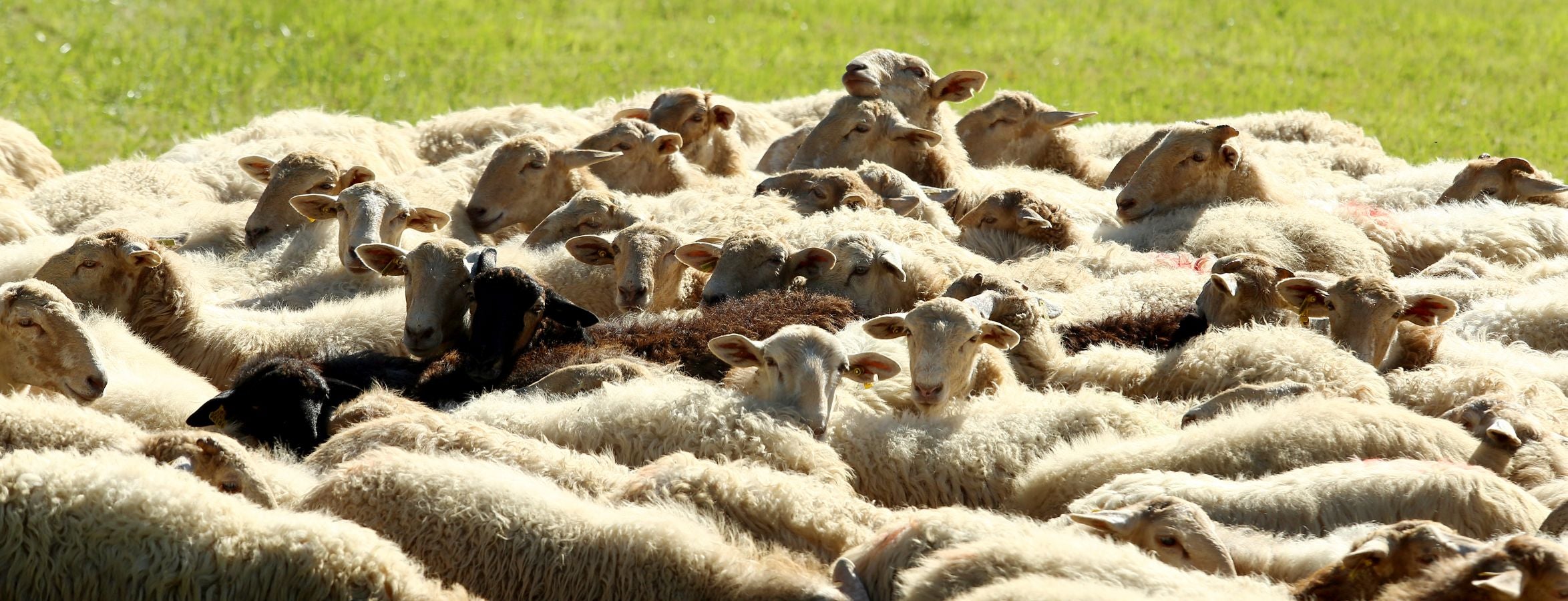 Fotos: Un día con Julen Arburua, ganador del concurso de quesos de Ordizia